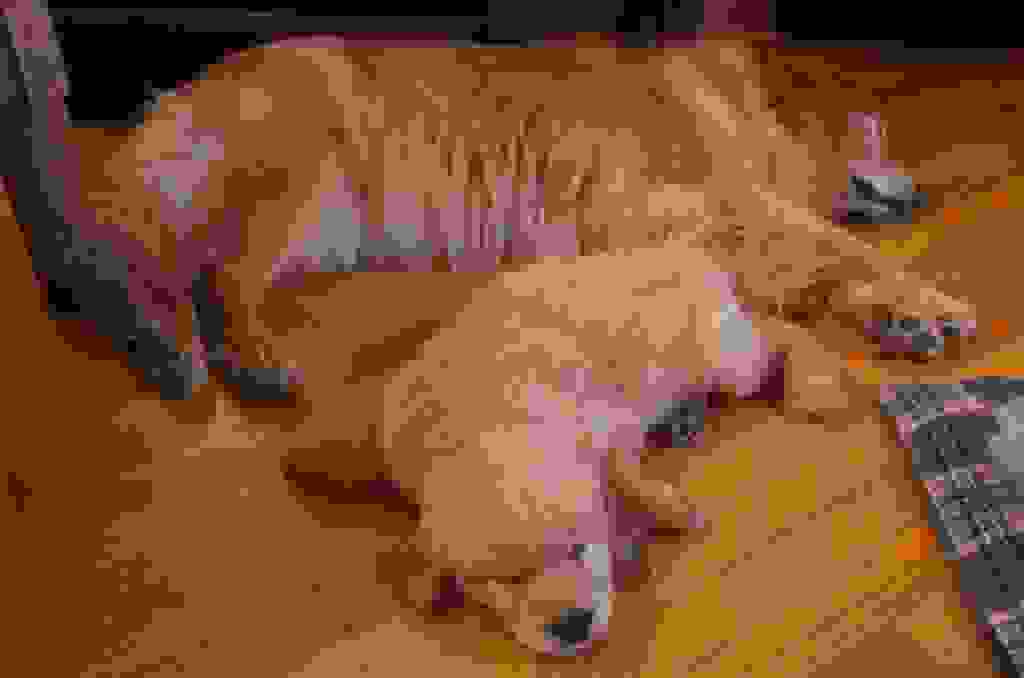 IGP2421.jpg